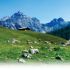 Sommer Urlaub Weissbach Lofer 1